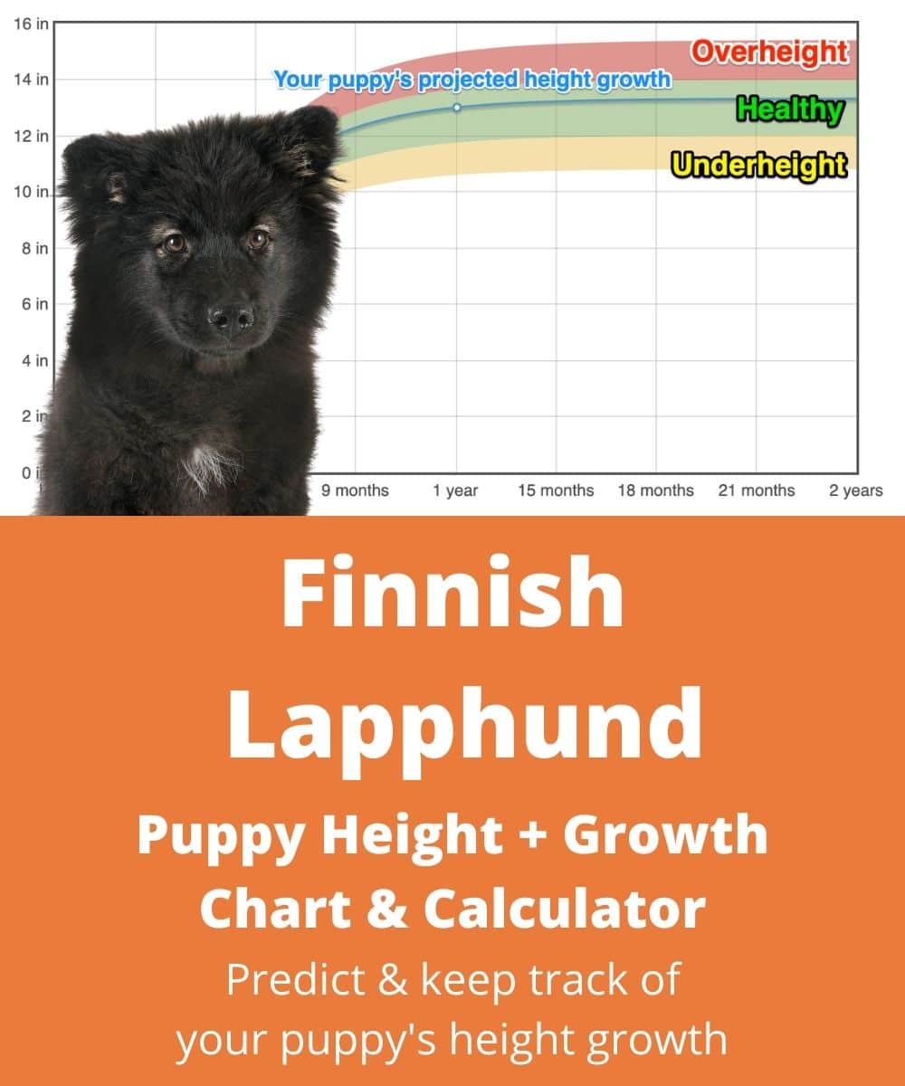 finnish-lapphund Puppy height Growth Chart